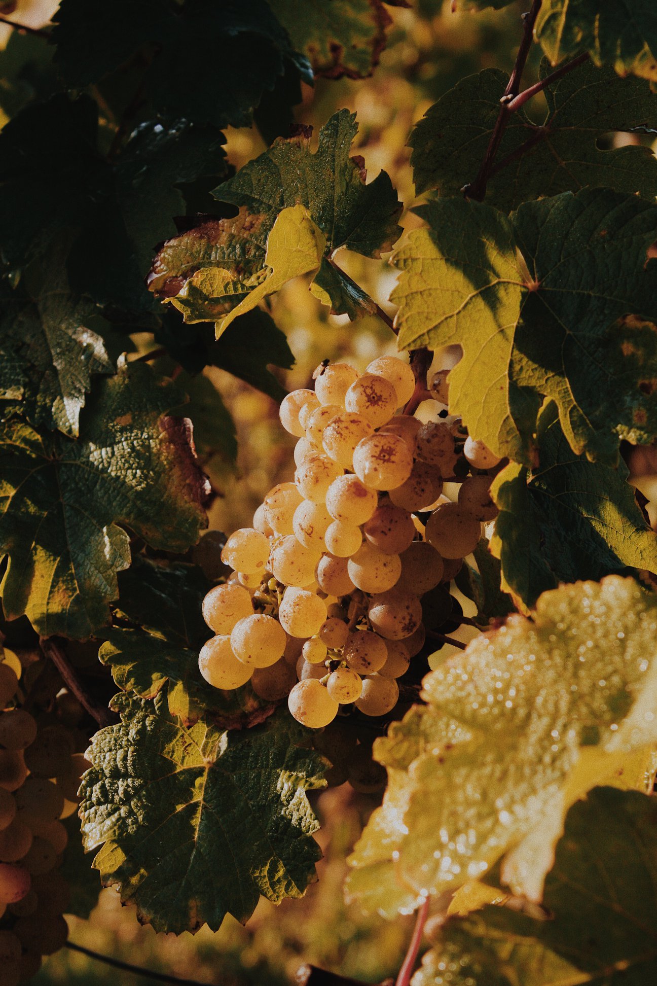 ST. ANTONY RIESLING K.O.S FEINHERB RHEINHESSEN - obrazek 2