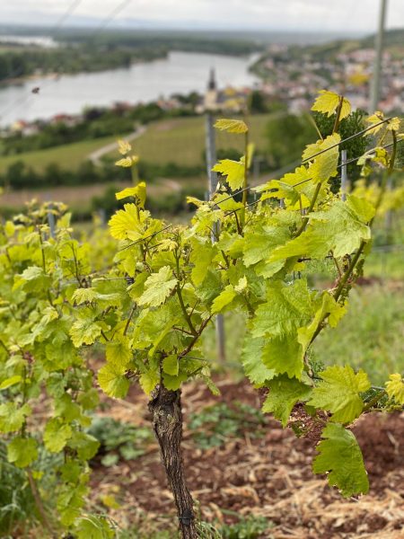 ST. ANTONY RIESLING K.O.S FEINHERB RHEINHESSEN - obrazek 4