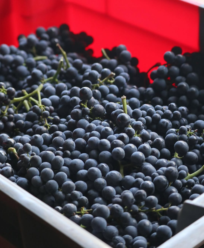 ST. ANTONY NIERSTEIN BLAUFRÄNKISCH RHEINHESSEN - obrazek 7