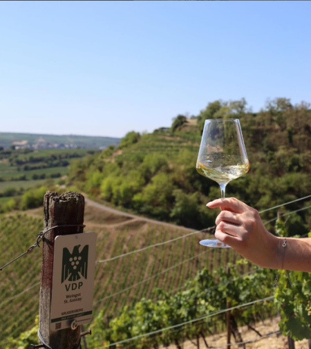 ST. ANTONY BRUDERSBERG RIESLING (GG) VDP.GROSSES GEWÄCHS® RHEINHESSEN - obrazek 7