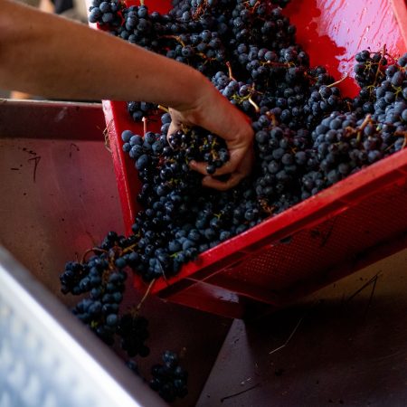 CHÂTEAU CAILLIVET AOC GRAVES ROUGE "AMBASSADEUR DE GRAVES" - obrazek 9