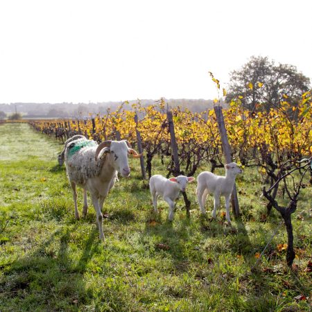 CHÂTEAU CAILLIVET AOC GRAVES BLANC - obrazek 4