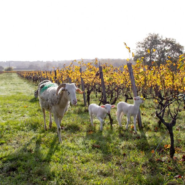 CHÂTEAU CAILLIVET AOC GRAVES BLANC