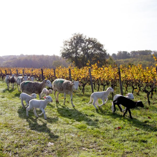 CHÂTEAU CAILLIVET LE BLANC QUI TACHE BLANC DE NOIR GRAVES