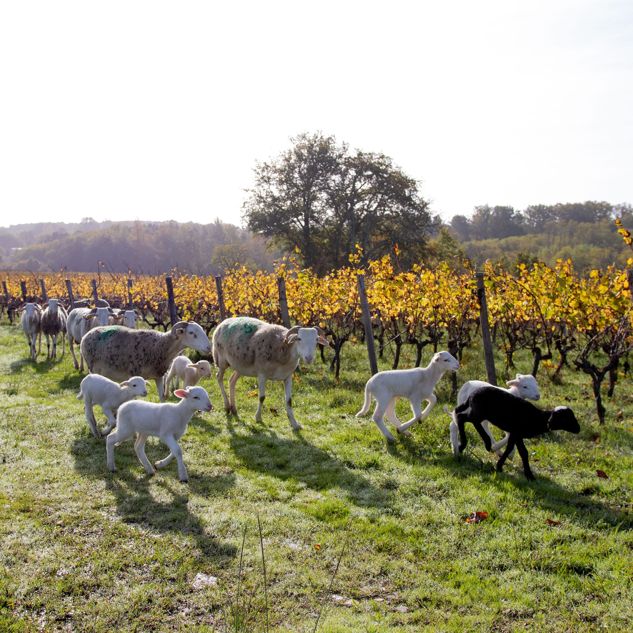 CHÂTEAU CAILLIVET LE BLANC QUI TACHE BLANC DE NOIR GRAVES - obrazek 6