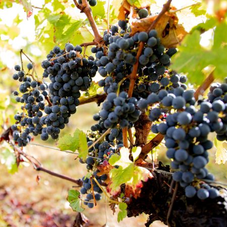 CHÂTEAU CAILLIVET AOC GRAVES ROUGE "AMBASSADEUR DE GRAVES" - obrazek 6