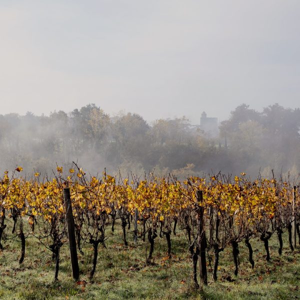 CHÂTEAU CAILLIVET AOC GRAVES ROUGE "AMBASSADEUR DE GRAVES"