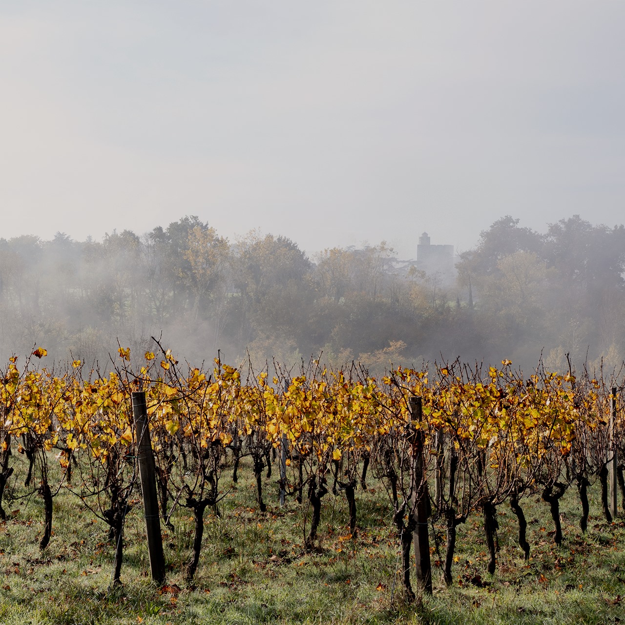 CHÂTEAU CAILLIVET AOC GRAVES ROUGE "AMBASSADEUR DE GRAVES" - obrazek 7