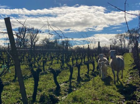 CHÂTEAU CAILLIVET LE BLANC QUI TACHE BLANC DE NOIR GRAVES - obrazek 8
