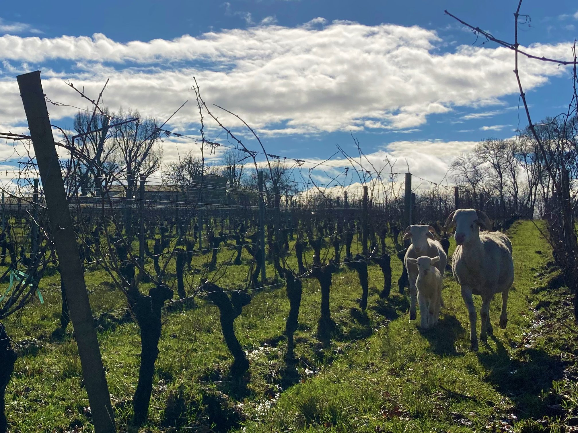 CHÂTEAU CAILLIVET LE BLANC QUI TACHE BLANC DE NOIR GRAVES - obrazek 8