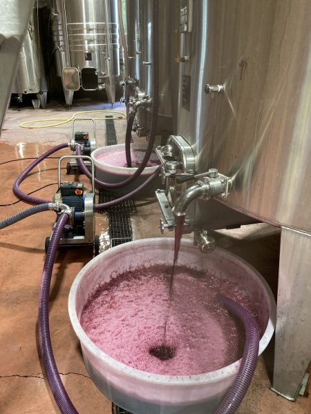 CHÂTEAU CAILLIVET AOC GRAVES ROUGE "AMBASSADEUR DE GRAVES" - obrazek 11