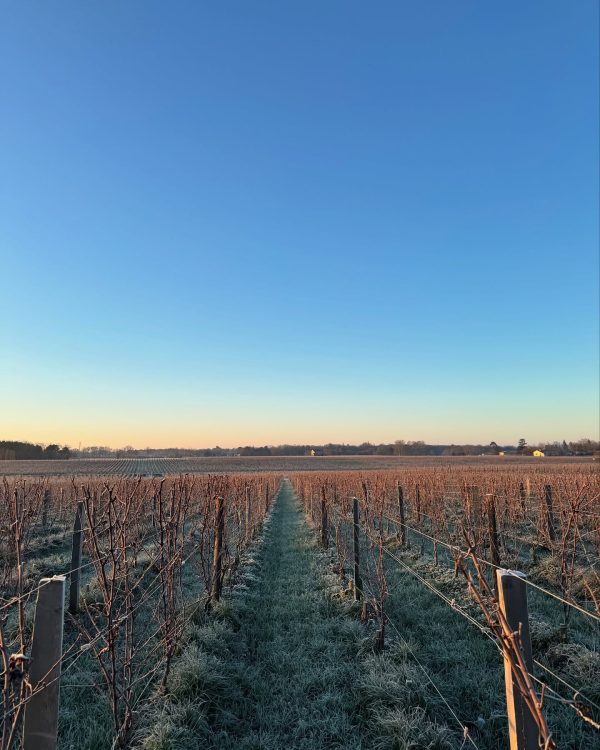 CHÂTEAU GUIRAUD SAUTERNES 1ER CRU CLASSÉ