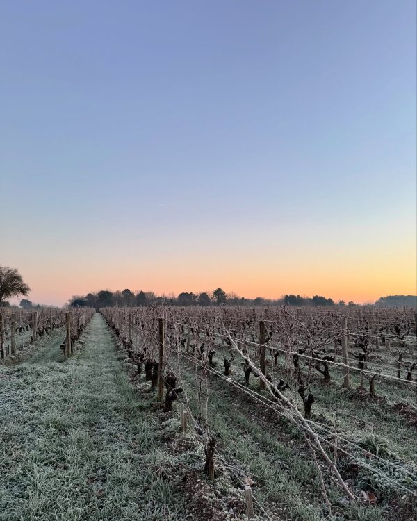 CHÂTEAU GUIRAUD SAUTERNES 1ER CRU CLASSÉ