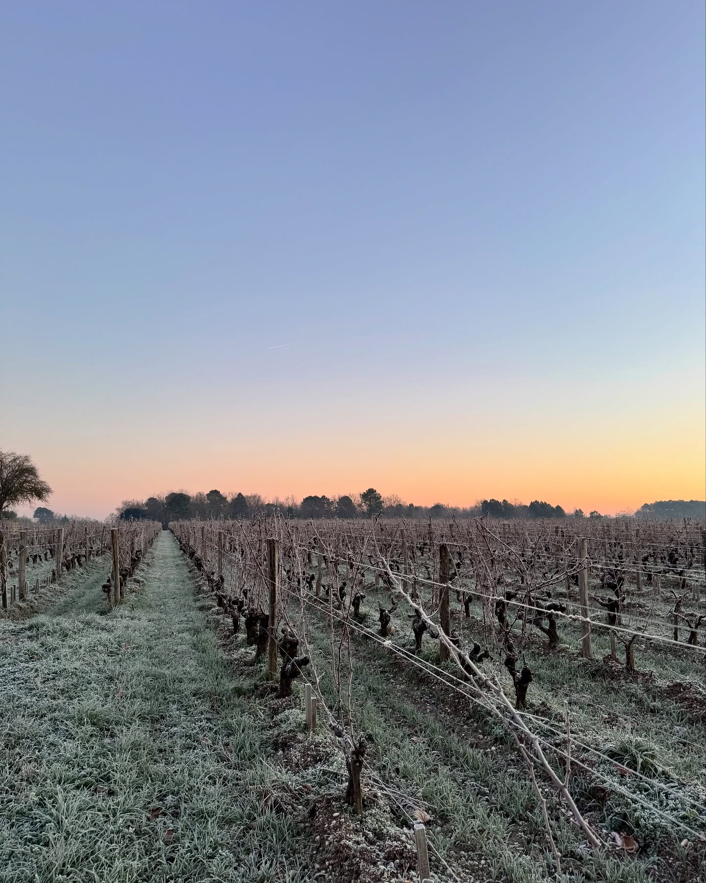 CHÂTEAU GUIRAUD SAUTERNES 1ER CRU CLASSÉ - obrazek 16