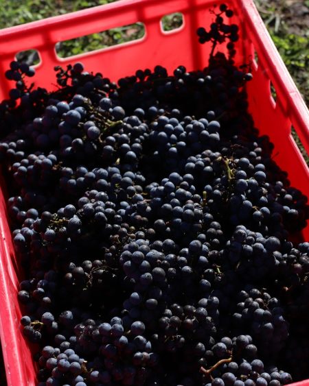 CHÂTEAU CAILLIVET AOC GRAVES ROUGE "AMBASSADEUR DE GRAVES" - obrazek 8