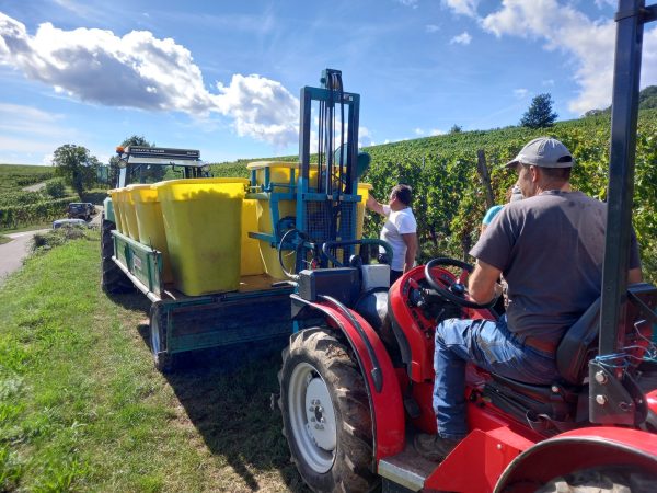 DOMAINE RENÉ FLECK ET FILLE RIESLING BIO "CUVEÉ LOUIS" GRAND CRU ZINNKOEPFLÉ