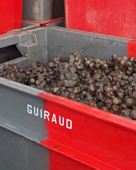 CHÂTEAU GUIRAUD SAUTERNES 1ER CRU CLASSÉ - obrazek 14