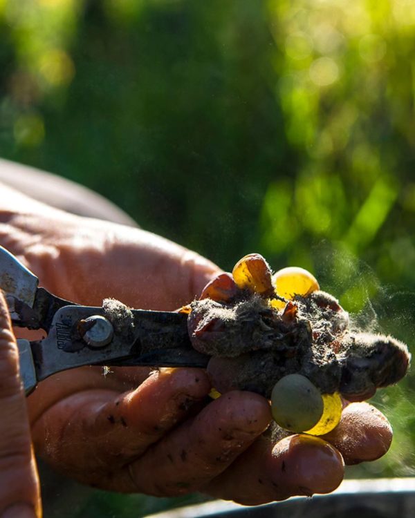 CHÂTEAU GUIRAUD SAUTERNES 1ER CRU CLASSÉ
