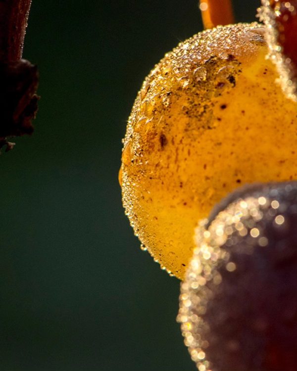 CHÂTEAU GUIRAUD SAUTERNES 1ER CRU CLASSÉ