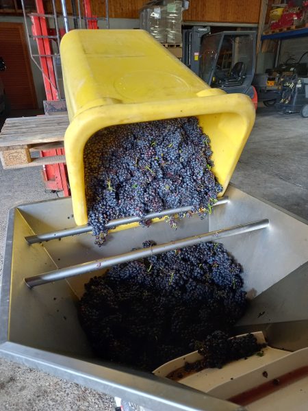 DOMAINE RENÉ FLECK ET FILLE PINOT NOIR OPULENTUS BIO ALSACE AOC ROUGE - obrazek 8