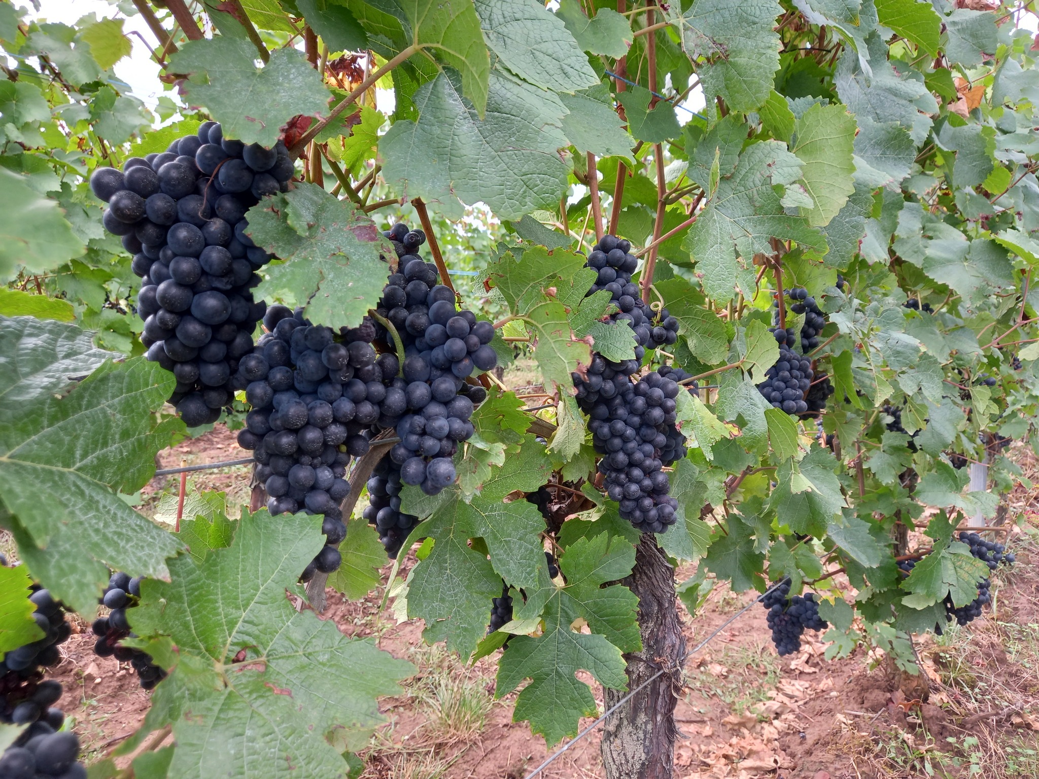 DOMAINE RENÉ FLECK ET FILLE PINOT NOIR OPULENTUS BIO ALSACE AOC ROUGE - obrazek 3