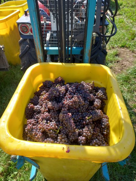 DOMAINE RENÉ FLECK ET FILLE PINOT NOIR OPULENTUS BIO ALSACE AOC ROUGE - obrazek 7