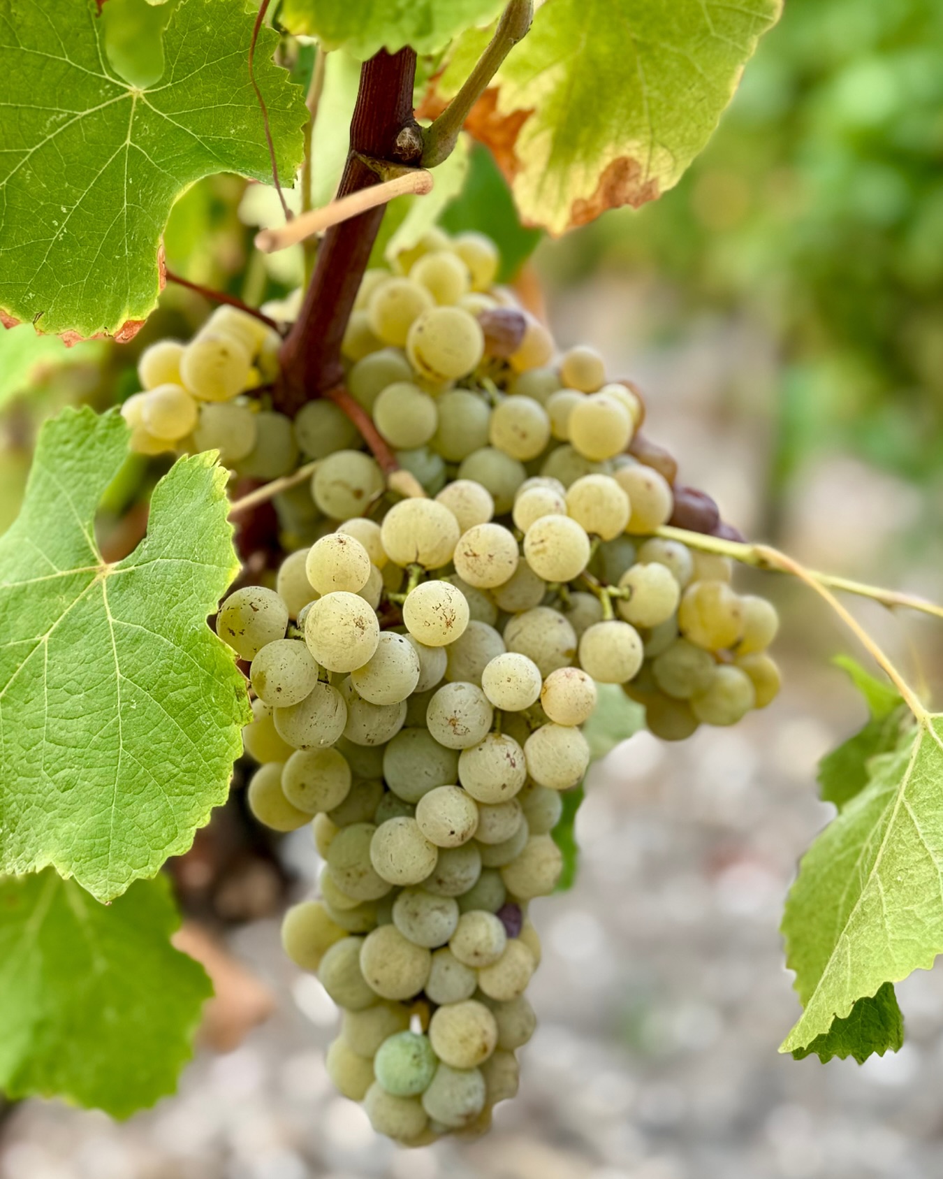 CHÂTEAU GUIRAUD PETIT GUIRAUD SAUTERNES - obrazek 9