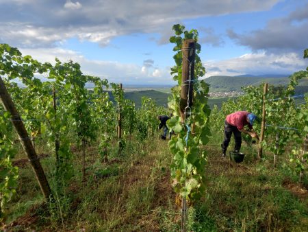 DOMAINE RENÉ FLECK ET FILLE RIESLING BIO "CUVEÉ LOUIS" GRAND CRU ZINNKOEPFLÉ - obrazek 5
