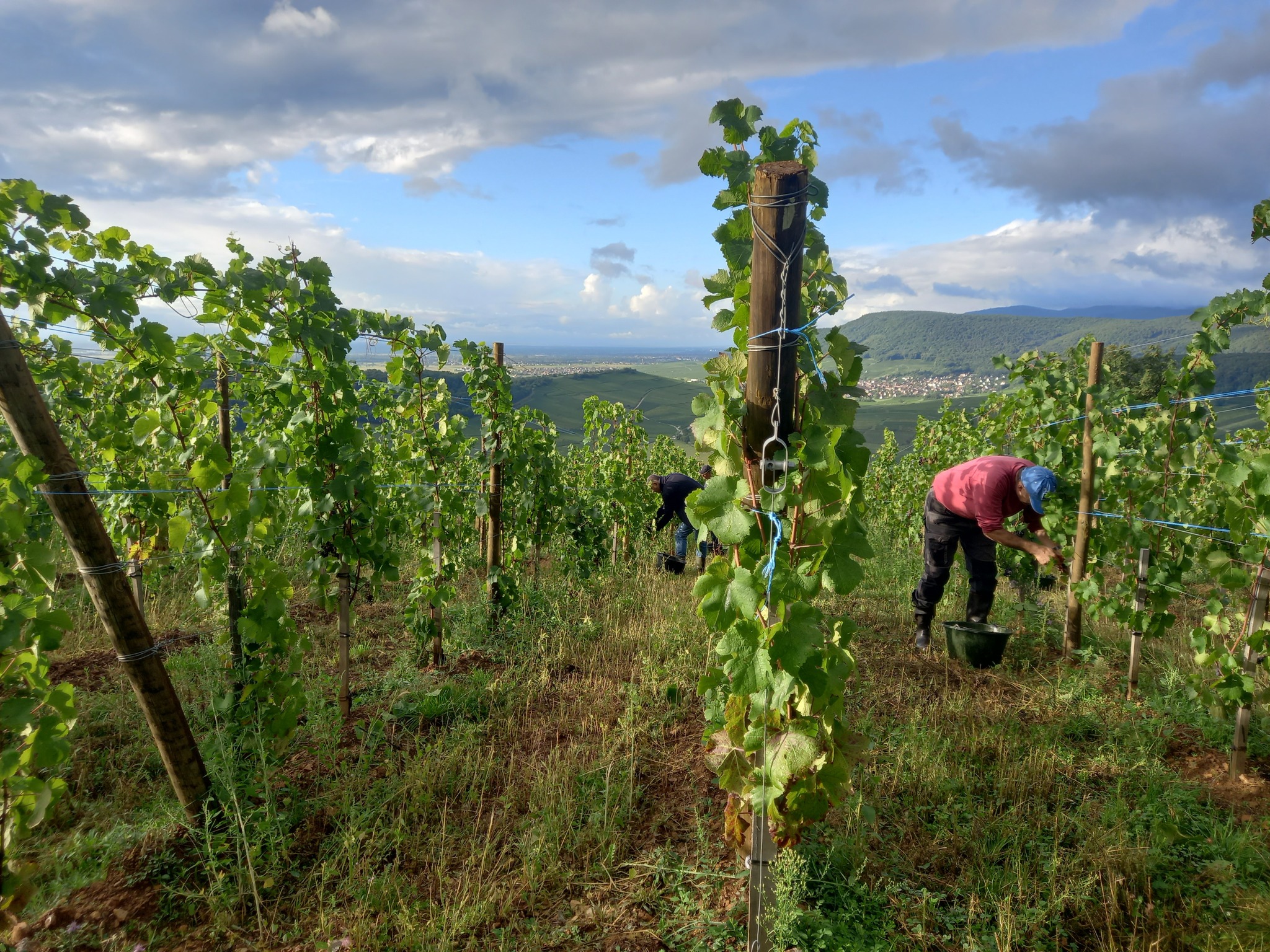 DOMAINE RENÉ FLECK ET FILLE RIESLING BIO "CUVEÉ LOUIS" GRAND CRU ZINNKOEPFLÉ - obrazek 5