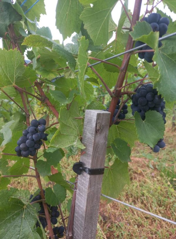 DOMAINE RENÉ FLECK ET FILLE PINOT NOIR OPULENTUS BIO ALSACE AOC ROUGE