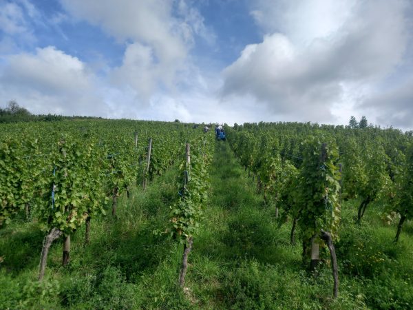 DOMAINE RENÉ FLECK ET FILLE RIESLING BIO "CUVEÉ LOUIS" GRAND CRU ZINNKOEPFLÉ