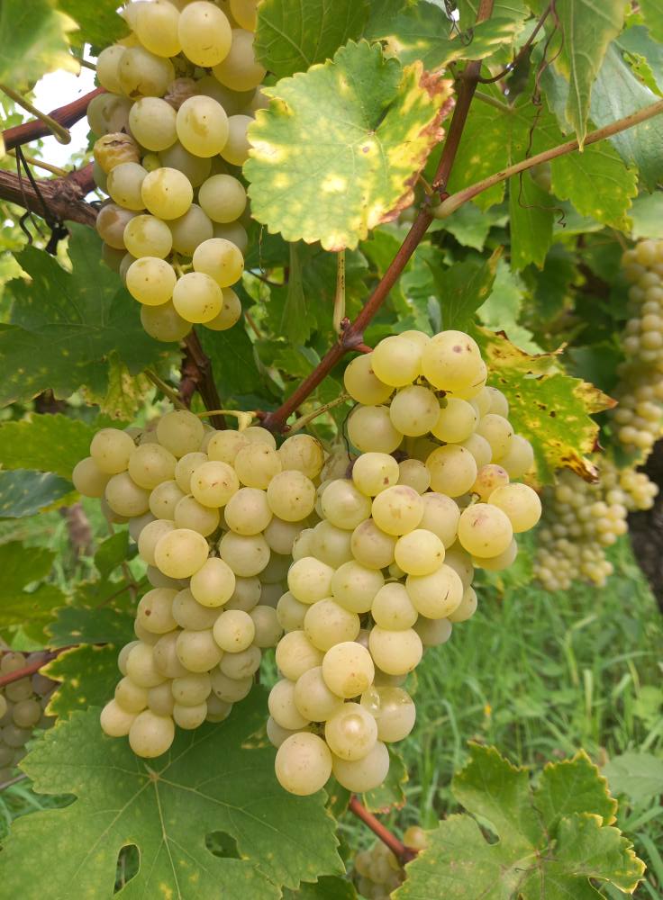 DOMAINE RENÉ FLECK ET FILLE RIESLING BIO "CUVEÉ LOUIS" GRAND CRU ZINNKOEPFLÉ - obrazek 3