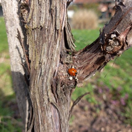 DOMAINE RENÉ FLECK ET FILLE RIESLING BIO "CUVEÉ LOUIS" GRAND CRU ZINNKOEPFLÉ - obrazek 2