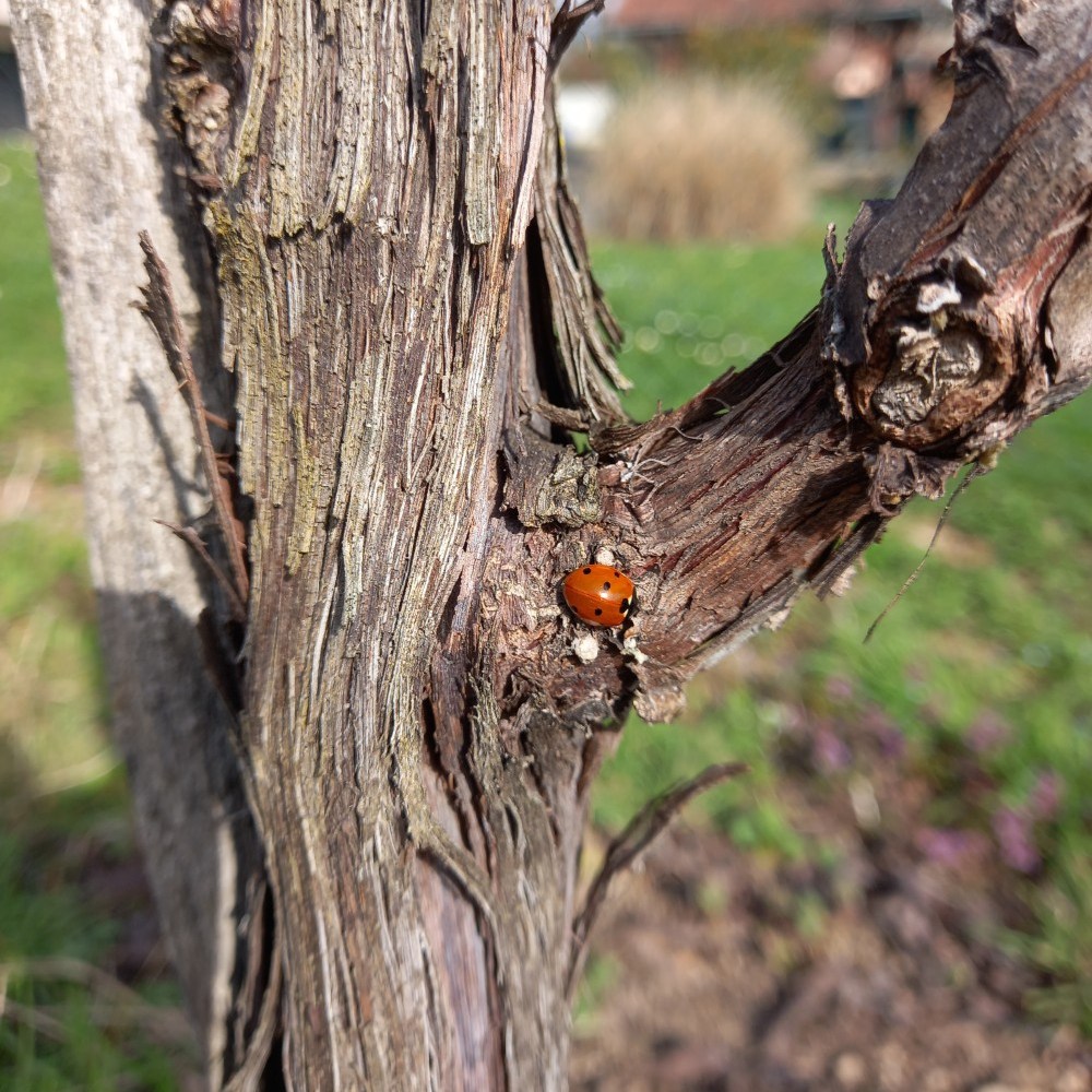 DOMAINE RENÉ FLECK ET FILLE RIESLING BIO "CUVEÉ LOUIS" GRAND CRU ZINNKOEPFLÉ - obrazek 2