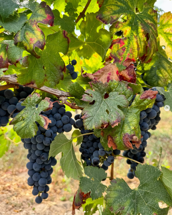 CHÂTEAU DE CALLAC GRANDE LANDE ROUGE GRAVES