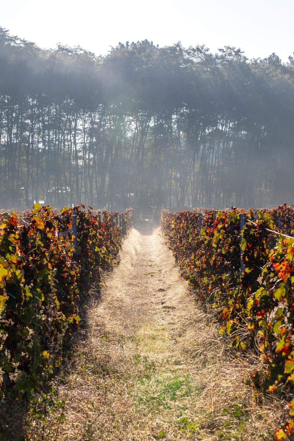 CHÂTEAU DE CALLAC GRANDE LANDE ROUGE GRAVES - obrazek 9