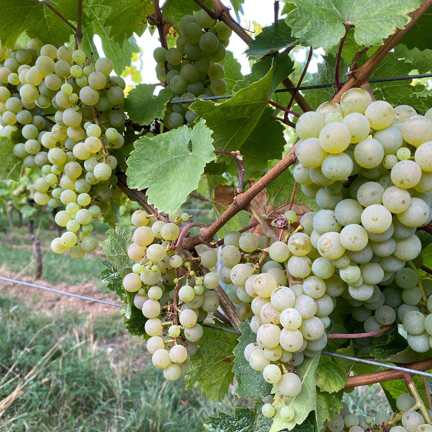 WEIN-UND SEKTGUT BARTH RIESLING FRUCTUS BIO RHEINGAU - obrazek 4