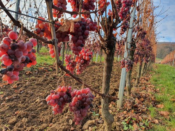 MOLTÈS PINOT NOIR SONNENGLAENZLÉ TERROIR AOC ALSACE BIO