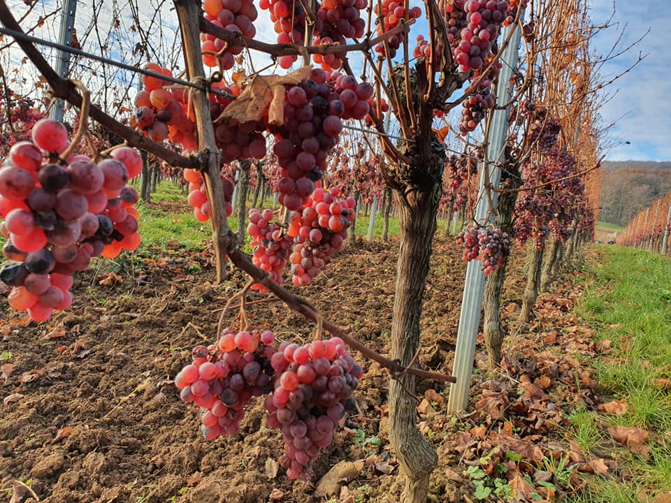 MOLTÈS PINOT NOIR SONNENGLAENZLÉ TERROIR AOC ALSACE BIO - obrazek 4