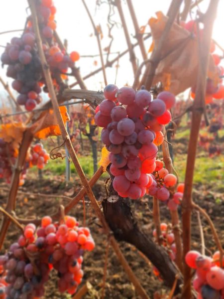 MOLTÈS PINOT NOIR SONNENGLAENZLÉ TERROIR AOC ALSACE BIO - obrazek 5