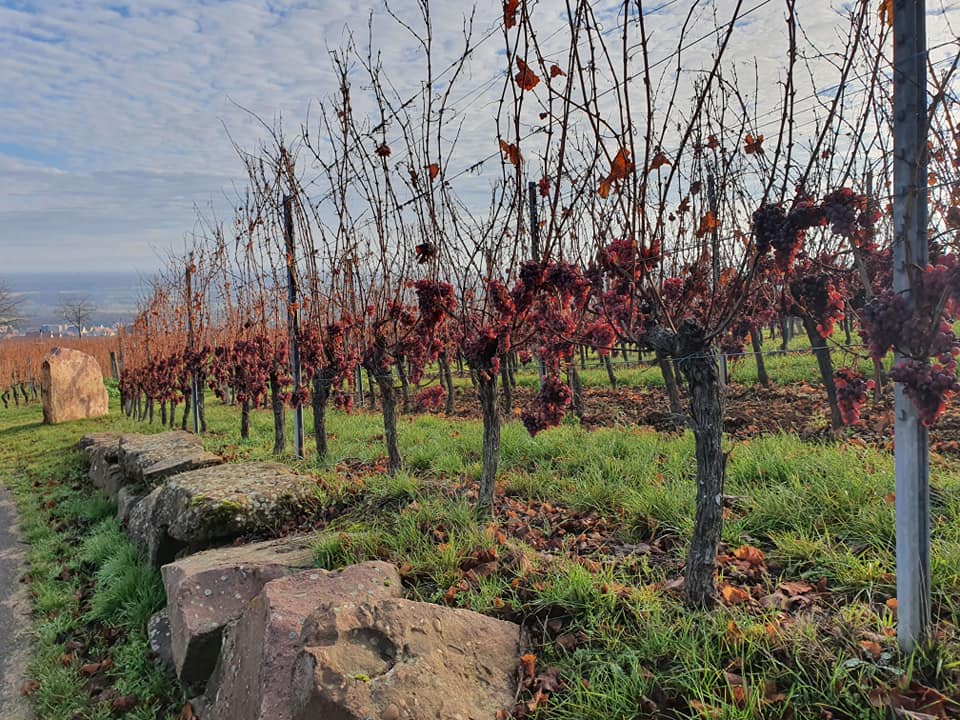 MOLTÈS PINOT NOIR SONNENGLAENZLÉ TERROIR AOC ALSACE BIO - obrazek 3