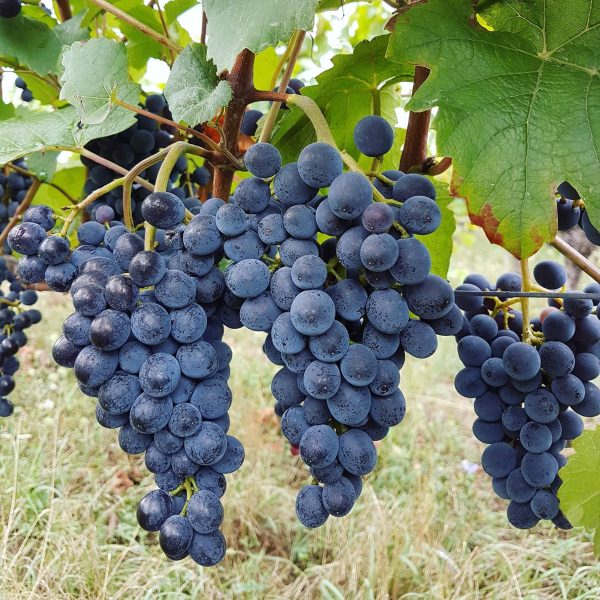WEIN-UND SEKTGUT BARTH SEKT PINOT NOIR ROTSEKT BRUT BIO RHEINGAU