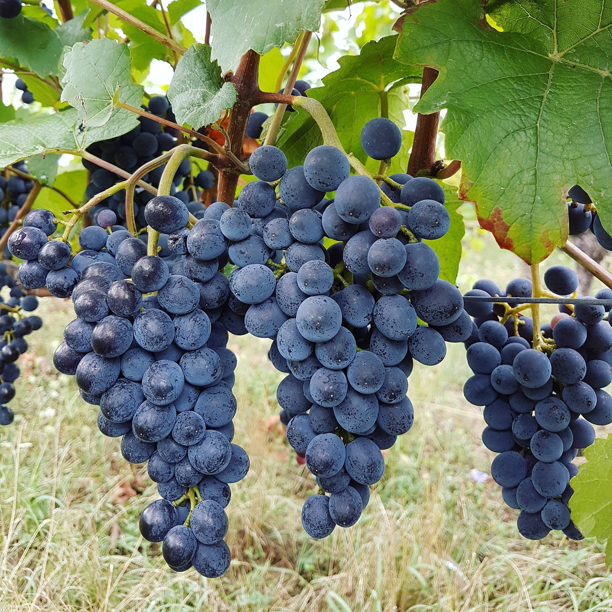 WEIN-UND SEKTGUT BARTH SEKT PINOT NOIR ROTSEKT BRUT BIO RHEINGAU - obrazek 2