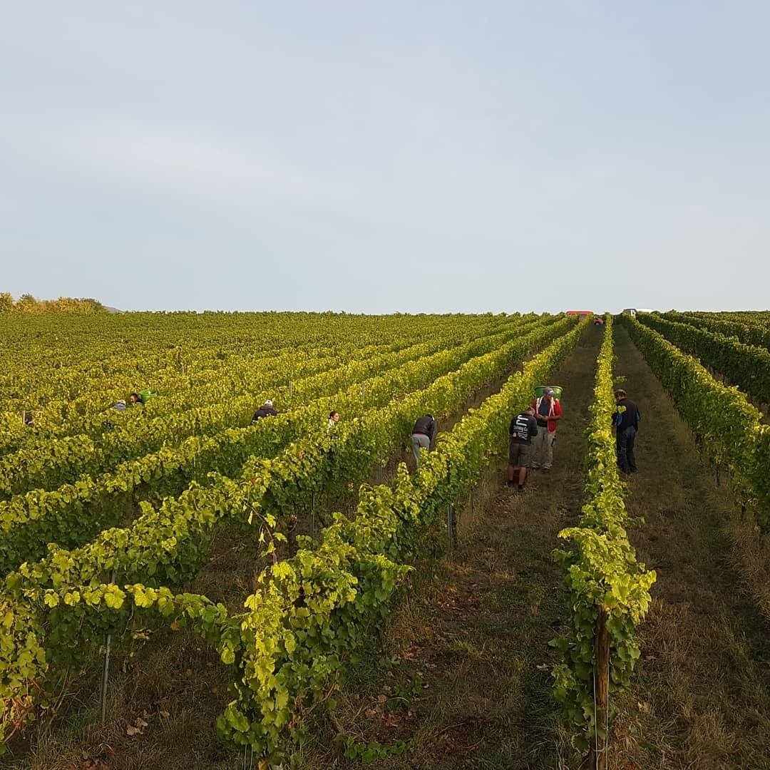 WEIN-UND SEKTGUT BARTH RIESLING FRUCTUS BIO RHEINGAU - obrazek 7