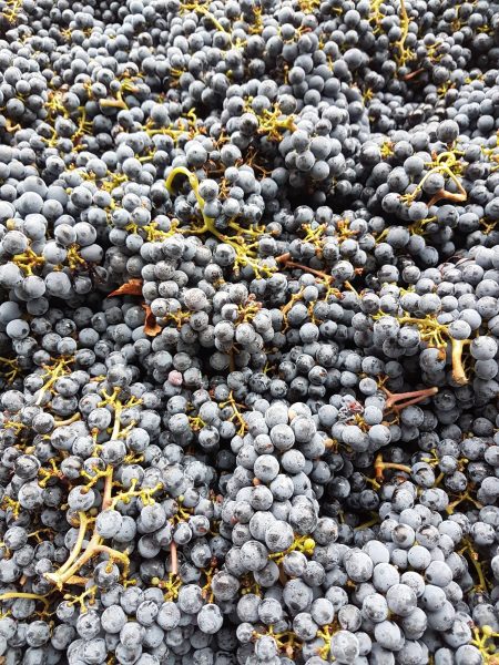 WEIN-UND SEKTGUT BARTH SEKT PINOT NOIR ROTSEKT BRUT BIO RHEINGAU - obrazek 3