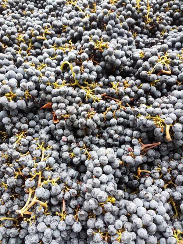 WEIN-UND SEKTGUT BARTH SEKT PINOT NOIR ROTSEKT BRUT BIO RHEINGAU