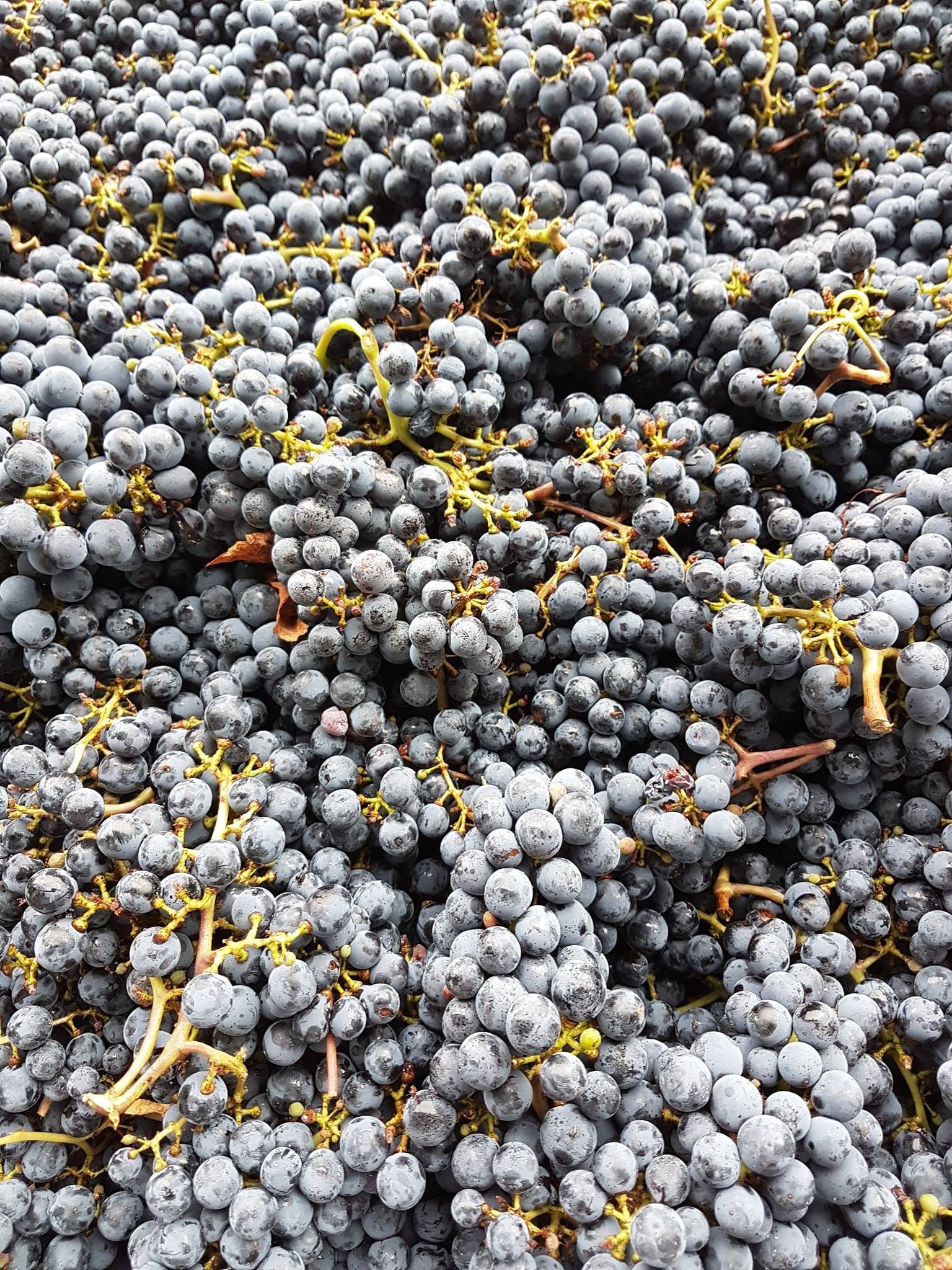 WEIN-UND SEKTGUT BARTH SEKT PINOT NOIR ROTSEKT BRUT BIO RHEINGAU - obrazek 3