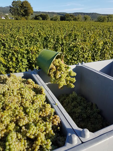 WEIN-UND SEKTGUT BARTH RIESLING FRUCTUS BIO RHEINGAU - obrazek 6