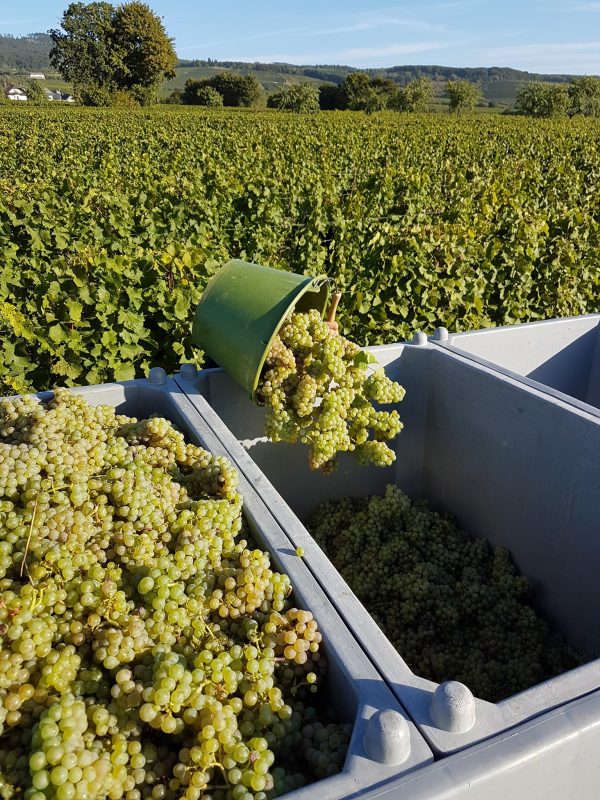 WEIN-UND SEKTGUT BARTH RIESLING FRUCTUS BIO RHEINGAU