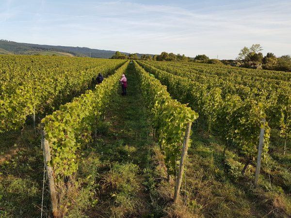 WEIN-UND SEKTGUT BARTH RIESLING FRUCTUS BIO RHEINGAU
